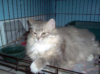 Guenievre