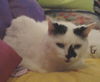 Elvis