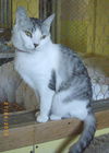 Zora