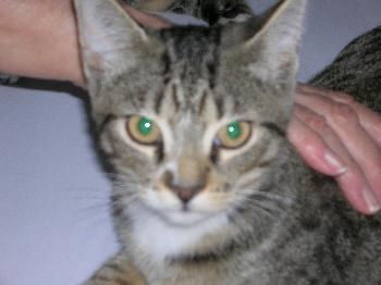 Tom
