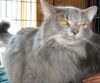 Adelle