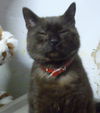 Emile