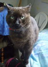 Emile