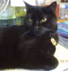 Onyx