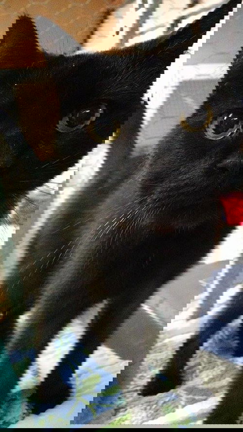 Onyx