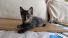 Babette