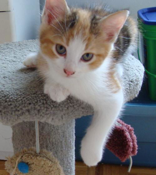 Lilou