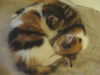 Lilou