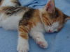 Lilou