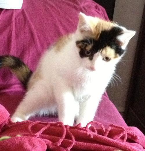 Hortense