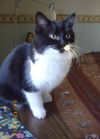 Poulette