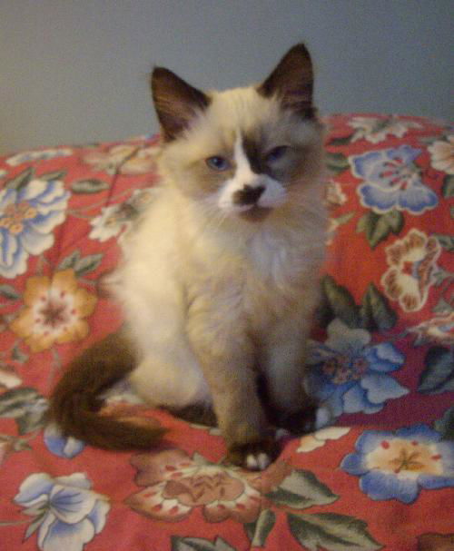 Rascal