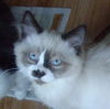 Rascal