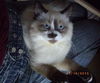 Rascal
