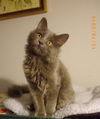 Penelope