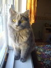 Penelope