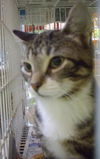 Harvey
