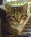 Harvey