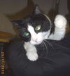Ziggy