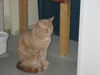 Milou