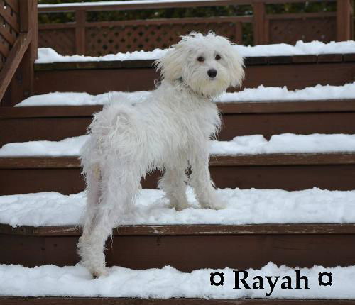 Rayah