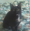 Flavie