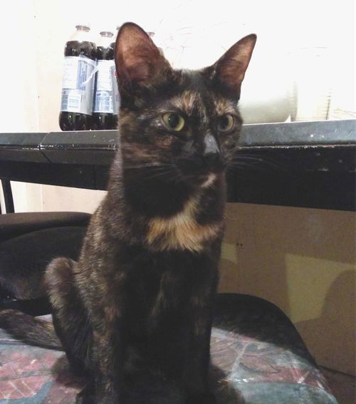 Flavie