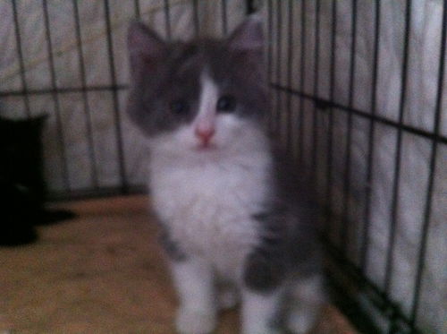 Floyd