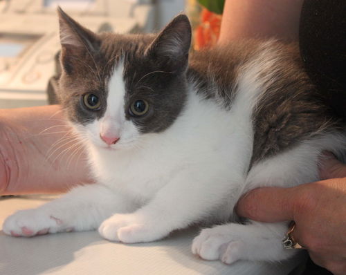 Pétunia