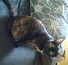 Rosalind