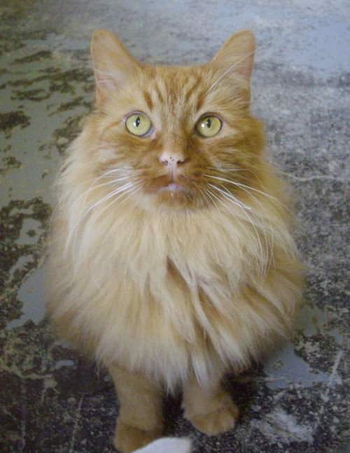 Fauve