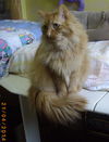 Fauve