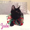 Jade-Baby
