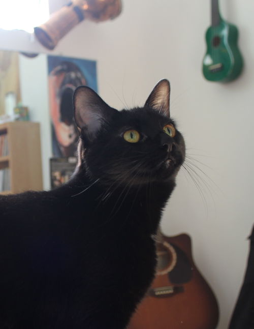 Jade-Baby