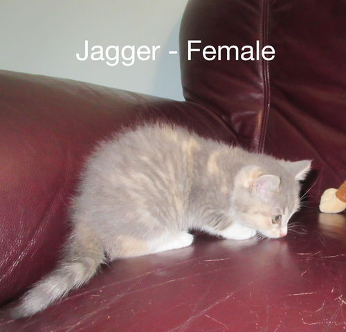 Jagger