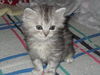 Praline