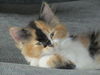 Cannelle