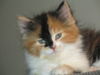 Cannelle