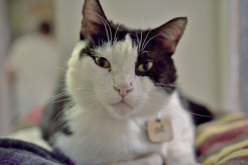 Ali
