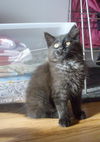 Jackson