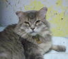 Aniko