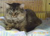 Isabelle-2