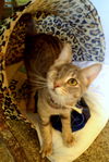 Amy-Belle
