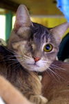Amy-Belle