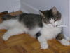 Katie