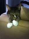 Jessy