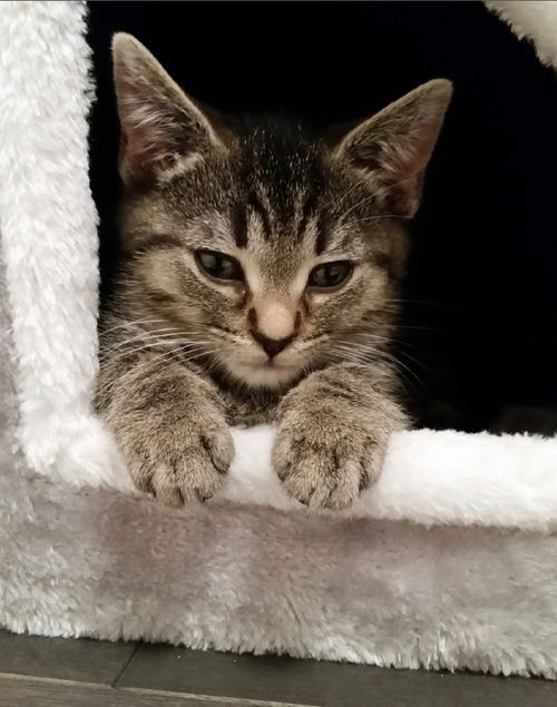 Baby Balou