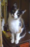 Tania