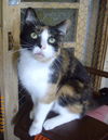 Tania
