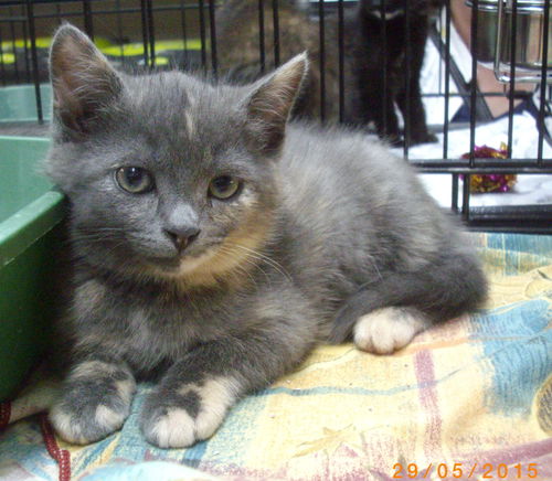Mignone